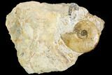 Ammonite Fossil - Boulemane, Morocco #122435-1
